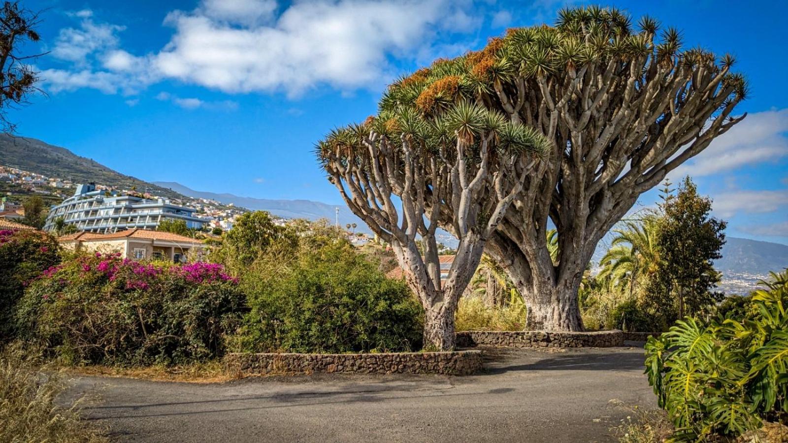 Vista Mar Azul Elegante Y Acogedor Daire Santa Úrsula Dış mekan fotoğraf